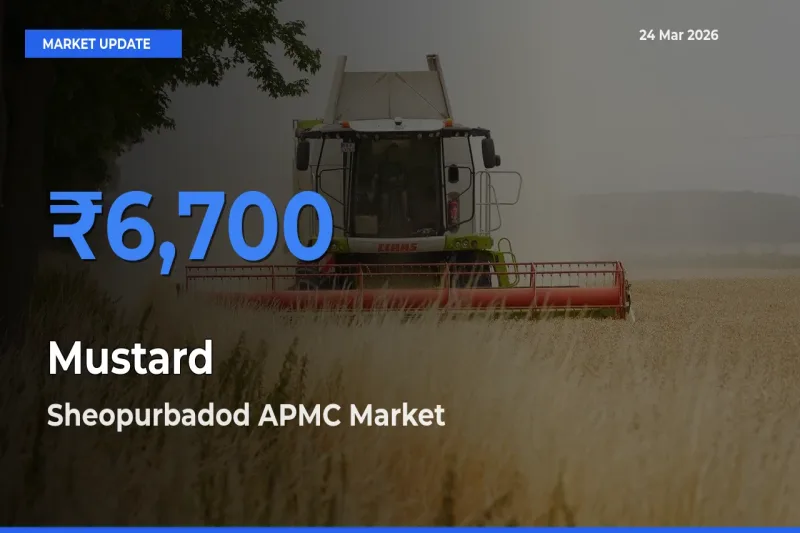 Sheopurbadod APMC Leads as Top Mandi for Mustard Prices