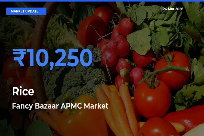 Top Performer! Fancy Bazaar APMC Offers Best Rice Price Today