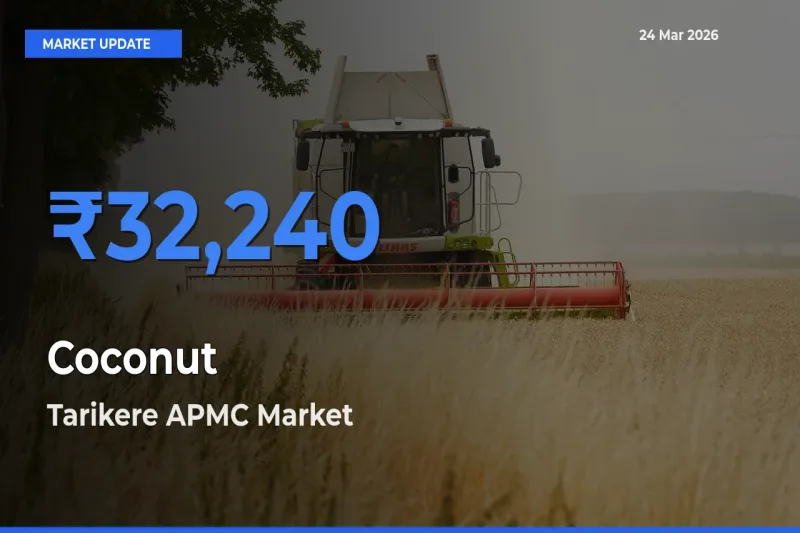 Tarikere APMC Offers ₹32,240 – Highest Coconut Rate Today