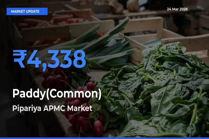 Pipariya APMC Leads as Top Mandi for Paddy(Common) Prices