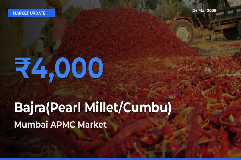 Mumbai APMC Tops Bajra(Pearl Millet/Cumbu) Rates – March 24 Market Update