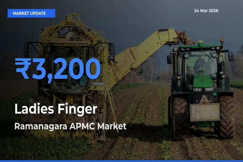 Ramanagara APMC Leads as Top Mandi for Ladies Finger Prices