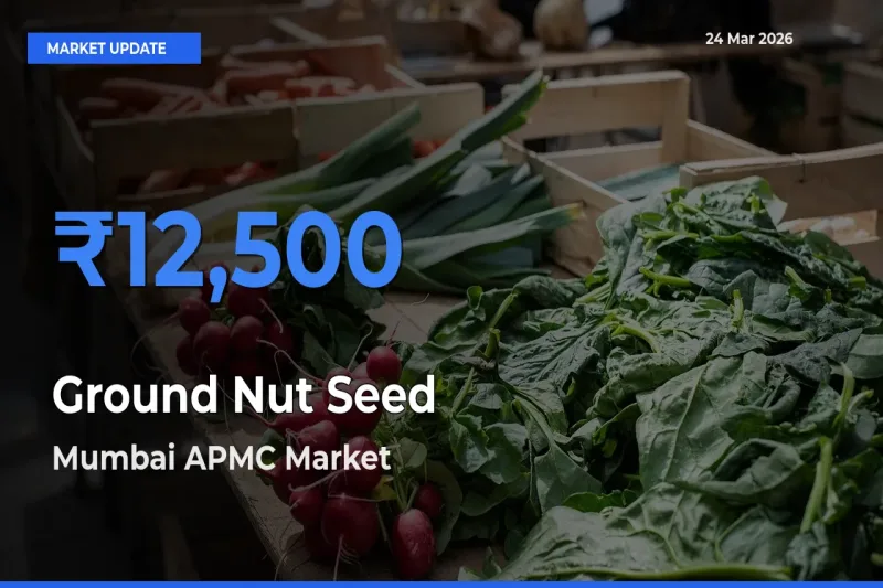 Mumbai APMC Leads as Top Mandi for Ground Nut Seed Prices