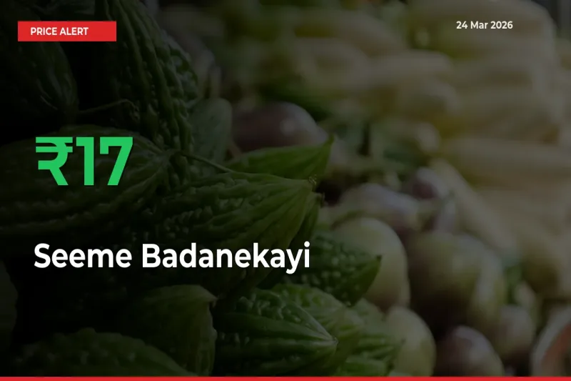 Farmers Cheer as Seeme Badanekayi Prices Surge 16.88% in Local Mandis