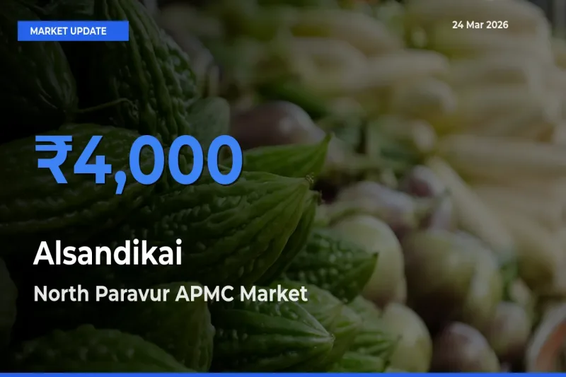 North Paravur APMC Tops Alsandikai Rates – March 24 Market Update