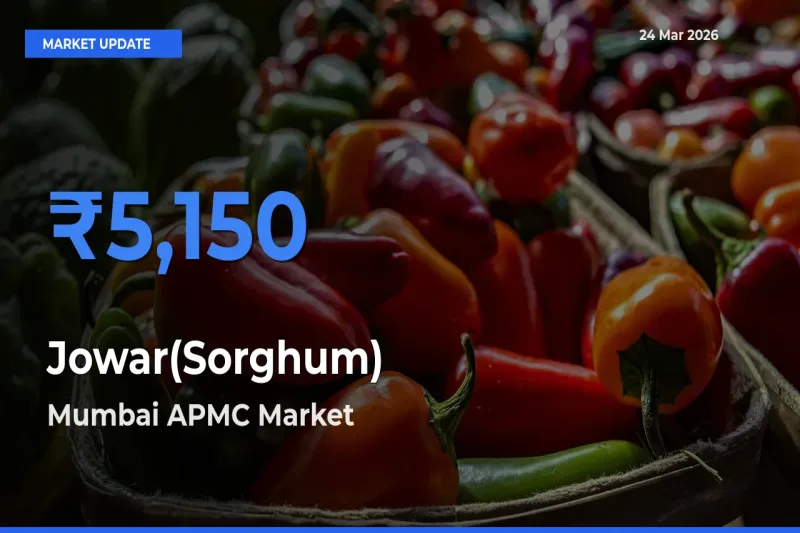 Mumbai APMC Tops Jowar(Sorghum) Mandi Rates Today