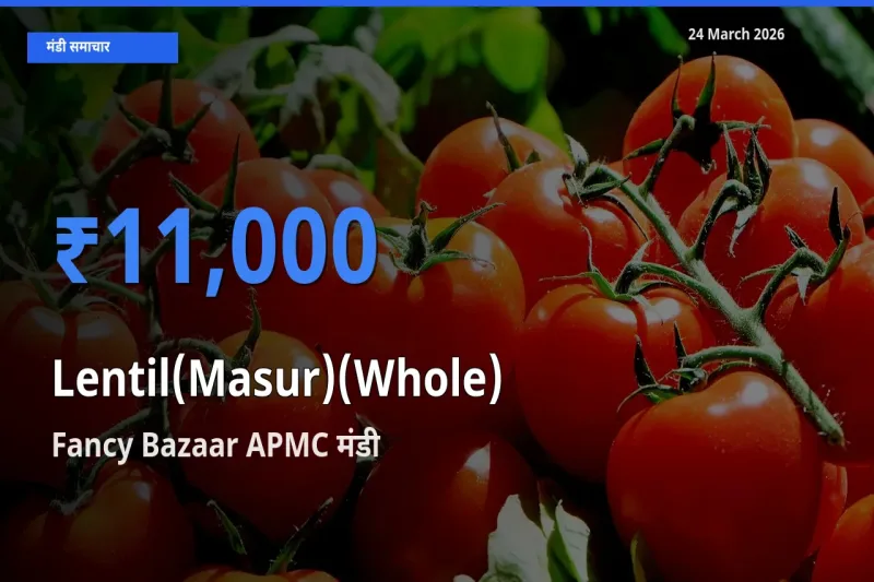 Fancy Bazaar APMC मंडी में आज मसूर दाल (साबुत) के सबसे ऊँचे दाम दर्ज