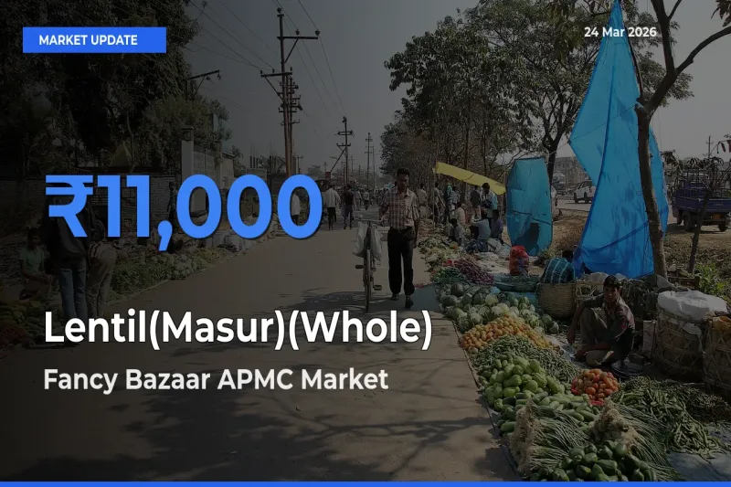 Lentil(Masur)(Whole) Mandi Rate Today: Fancy Bazaar APMC Tops the List