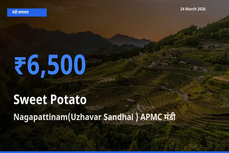 24 March अपडेट: शकरकंद के सबसे ऊँचे दाम Nagapattinam(Uzhavar Sandhai ) APMC मंडी में
