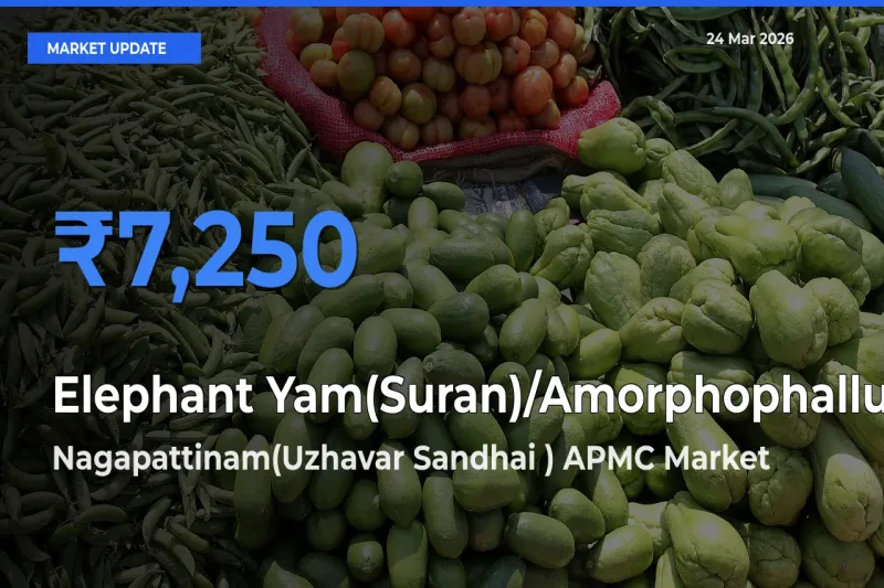 Farmers Prefer Nagapattinam(Uzhavar Sandhai ) APMC as Elephant Yam(Suran)/Amorphophallus Hits Highest Rate