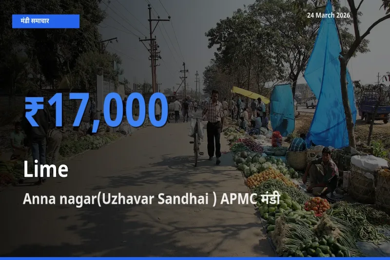 आज नींबू के सबसे ऊँचे दाम ₹17,000 Anna nagar(Uzhavar Sandhai ) APMC मंडी में