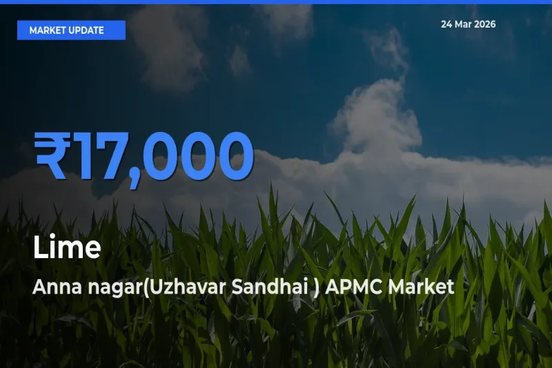 Anna nagar(Uzhavar Sandhai ) APMC Tops Lime Mandi Rates Today