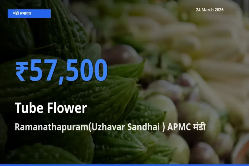 24 March अपडेट: रजनीगंधा के सबसे ऊँचे दाम Ramanathapuram(Uzhavar Sandhai ) APMC मंडी में