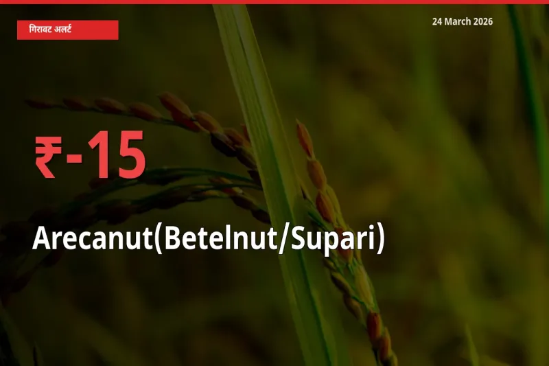 24 March अपडेट: सुपारी के दाम मंडी में 15.23% गिरे