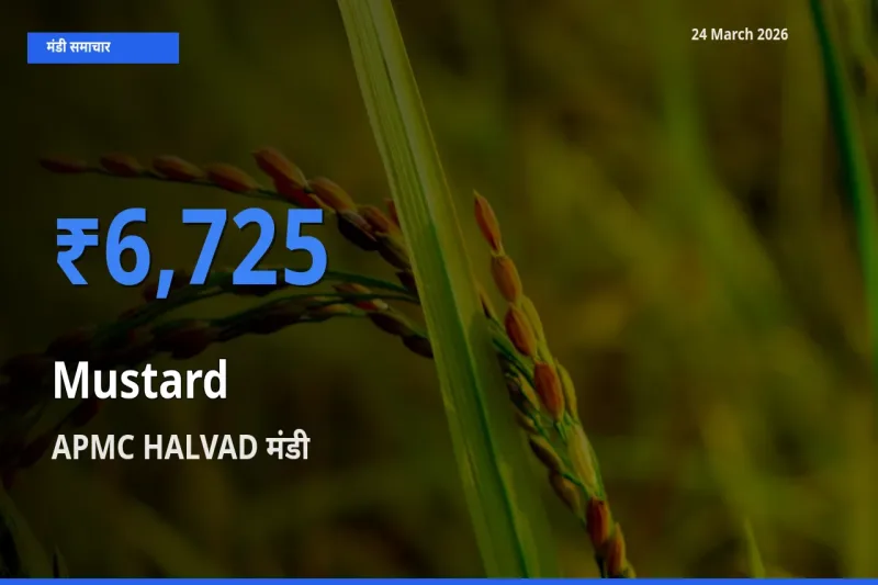 APMC HALVAD मंडी में सरसों ₹6,725 पर पहुँचा – आज का सर्वोच्च भाव
