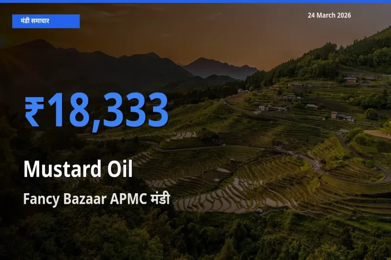 आज सरसों का तेल के सबसे ऊँचे दाम ₹18,333 Fancy Bazaar APMC मंडी में