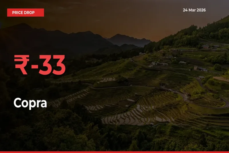 33.27% Drop in Copra Prices – Mandi Sees Sudden Fall
