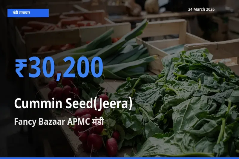 टॉप मंडी बना Fancy Bazaar APMC! जीरा के सबसे ऊँचे दाम यहीं दर्ज