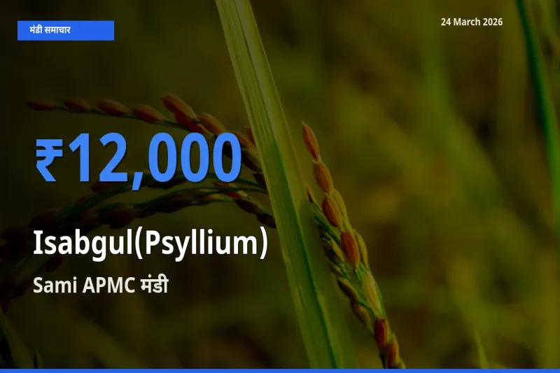 24 March अपडेट: इसबगोल के सबसे ऊँचे दाम Sami APMC मंडी में