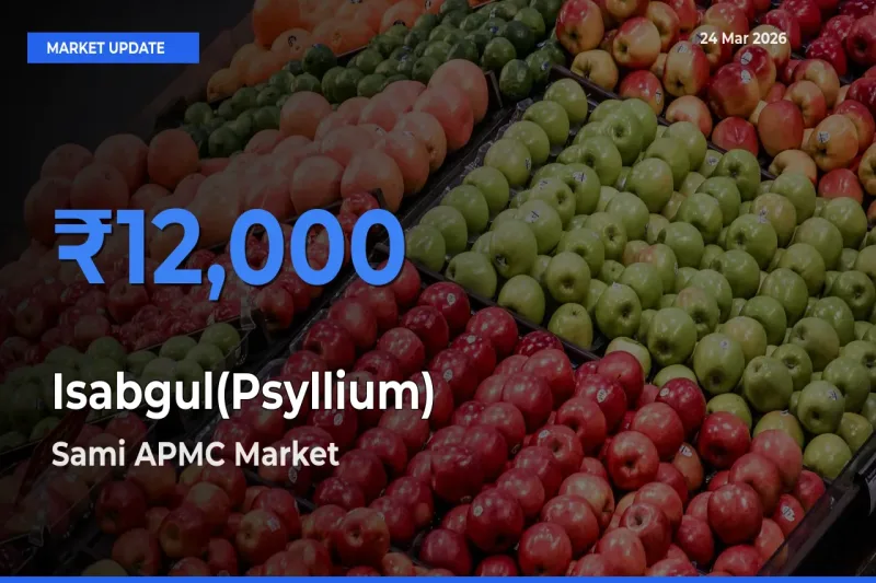 Top Performer! Sami APMC Offers Best Isabgul(Psyllium) Price Today