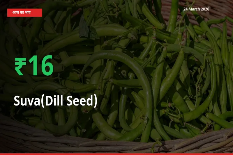 आज का मंडी भाव: सुवा (डिल सीड्स) के दाम मंडी में 16.19% ऊपर
