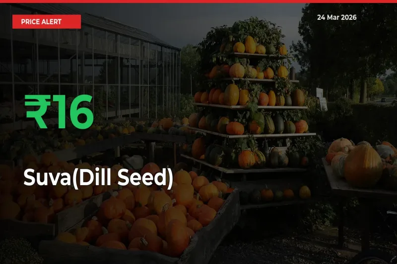 Sudden 16.19% Rally in Suva(Dill Seed) Prices Across Mandis