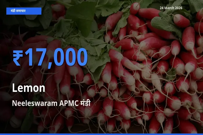टॉप मंडी बना Neeleswaram APMC! नींबू के सबसे ऊँचे दाम यहीं दर्ज