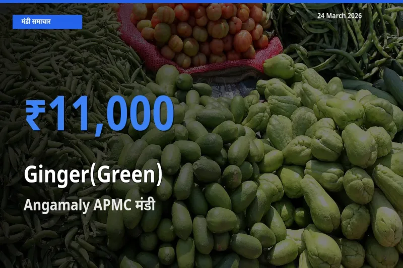 आज अदरक (हरा) के सबसे ज़्यादा दाम Angamaly APMC मंडी में दर्ज