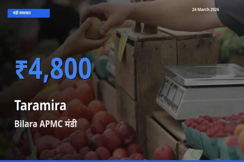आज का मंडी भाव: तारामीरा के सबसे ज़्यादा दाम Bilara APMC में