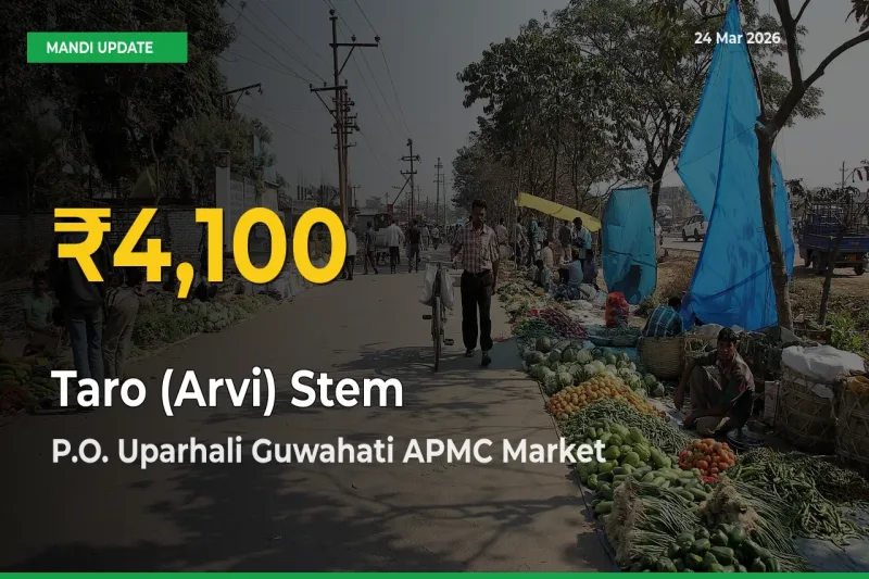 Taro (Arvi) Stem Prices Soar to Record High in P.O. Uparhali Guwahati APMC – Farmers Alert Today