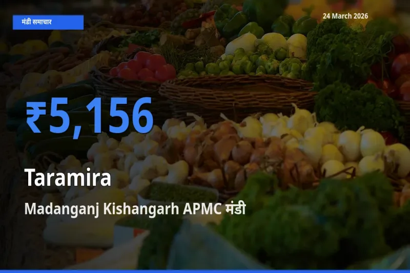 आज तारामीरा के सबसे ज़्यादा दाम Madanganj Kishangarh APMC मंडी में दर्ज