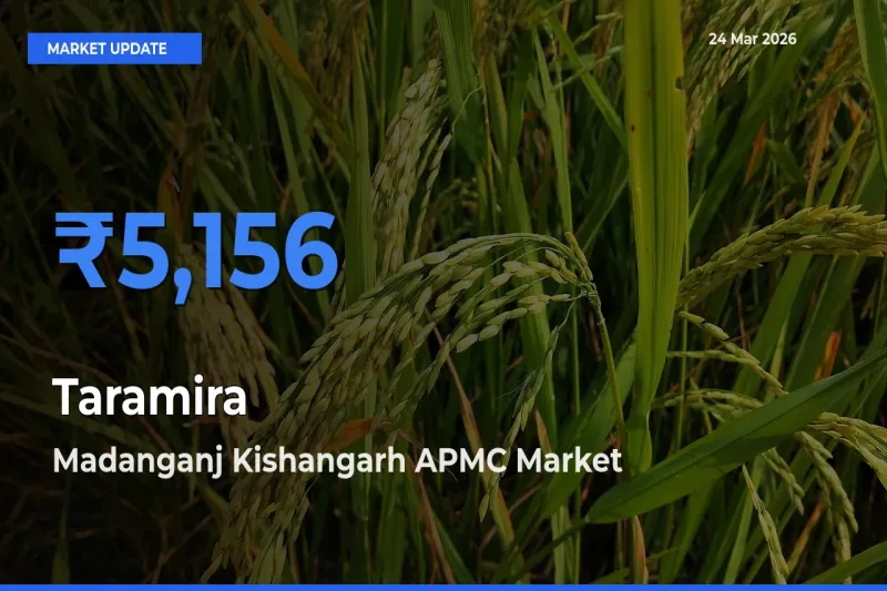 Madanganj Kishangarh APMC Tops Taramira Rates – March 24 Market Update