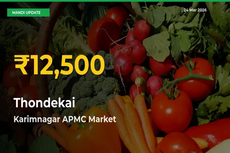 Thondekai Price Hits New High in Karimnagar APMC Today – Check Latest Mandi Rates