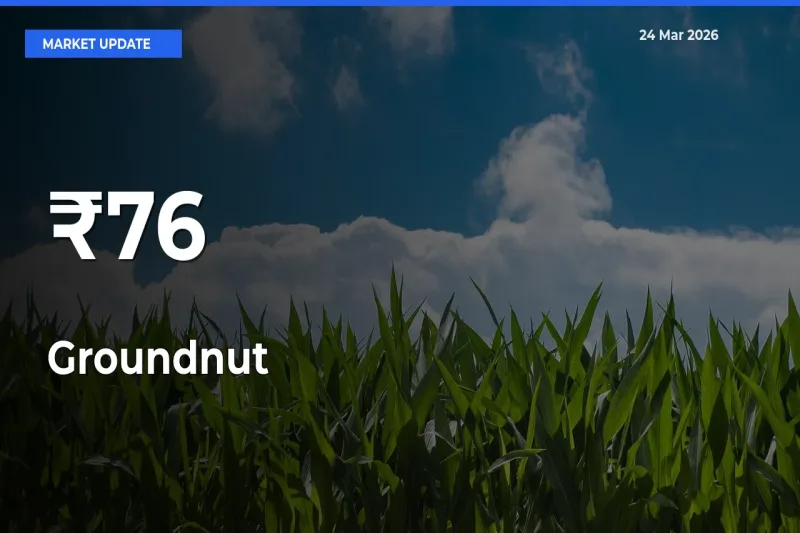 Why Groundnut Prices Are Moving Across Multiple Mandis Today