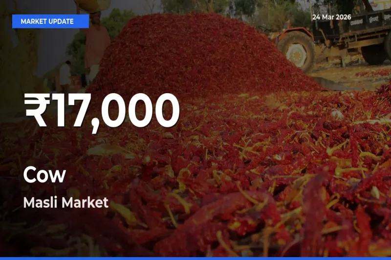 Cow Prices Touch 30-Day Low in Masli – March 24 Update