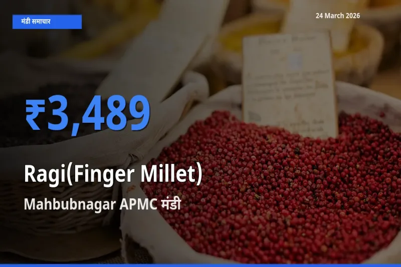 किसानों की पसंद बना Mahbubnagar APMC, रागी के सबसे अच्छे दाम