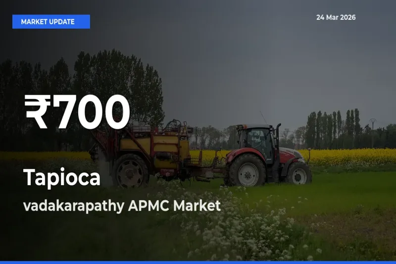 Tapioca Falls to ₹700 in vadakarapathy APMC – 30-Day Lowest Rate