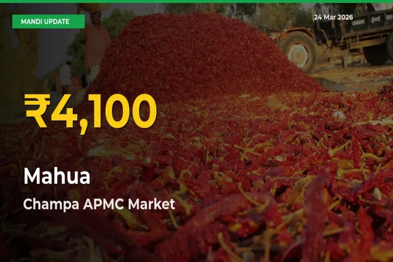 Fresh Record! Mahua Price Climbs to New High in Champa APMC
