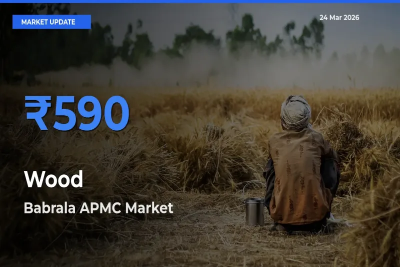 Babrala APMC Leads as Top Mandi for Wood Prices