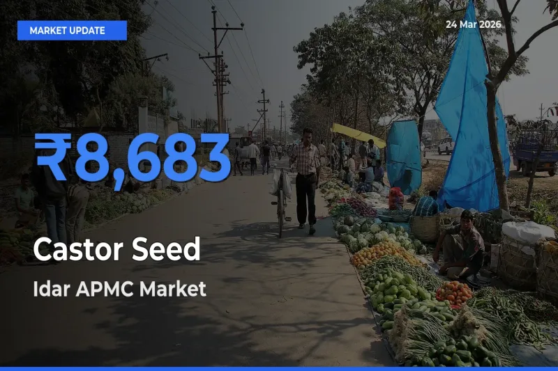 Idar APMC Leads as Top Mandi for Castor Seed Prices