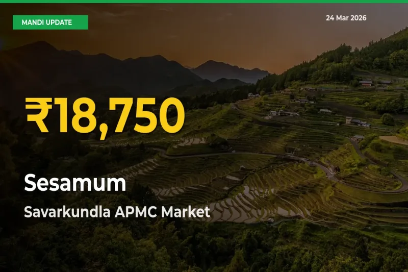 Why Sesamum Prices Are Climbing in Savarkundla APMC – Today’s New High Explained