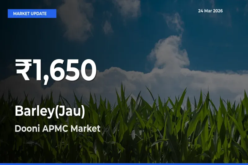 Barley(Jau) Mandi Rate Today: 30-Day Low Recorded in Dooni APMC
