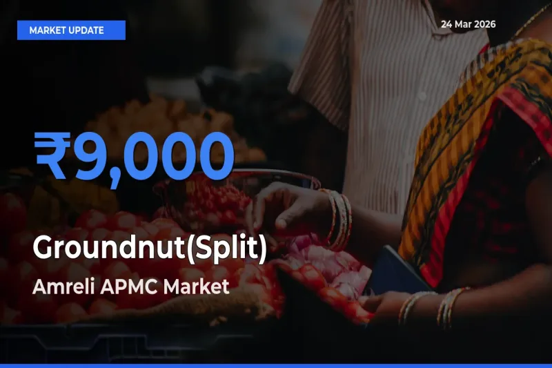 Amreli APMC Tops Groundnut(Split) Rates – March 24 Market Update