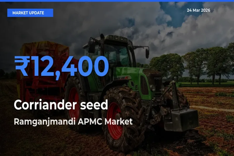 Farmers Prefer Ramganjmandi APMC as Corriander seed Hits Highest Rate