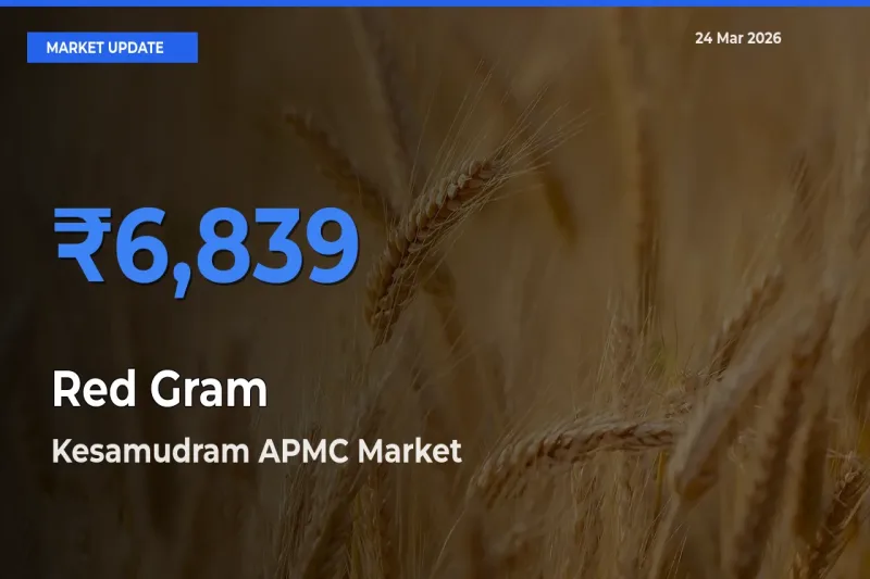 Farmers Prefer Kesamudram APMC as Red Gram Hits Highest Rate