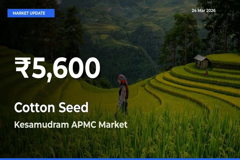 Cotton Seed Mandi Rate Today: 30-Day Low Recorded in Kesamudram APMC