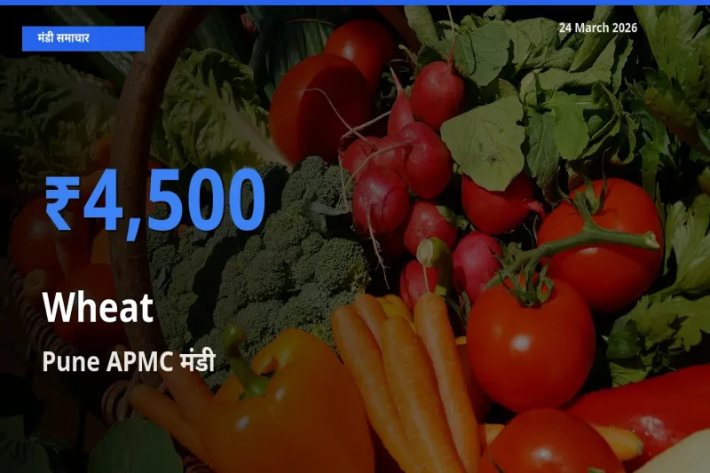 Pune APMC मंडी में गेहूँ ₹4,500 पर पहुँचा – आज का सर्वोच्च भाव