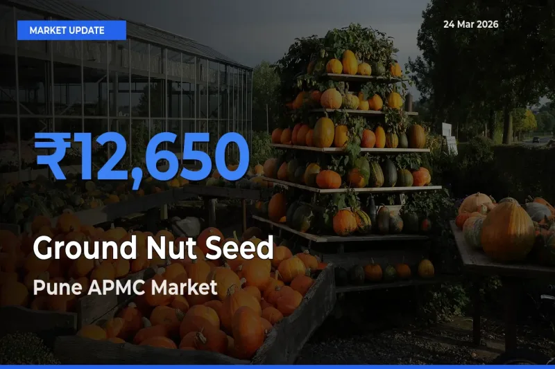 Market Watch: Pune APMC Becomes Top Mandi for Ground Nut Seed