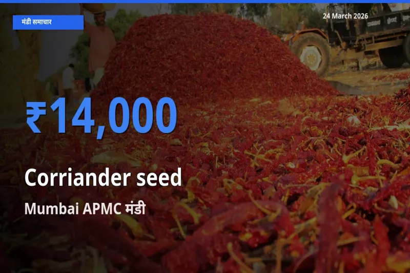 Mumbai APMC मंडी में साबुत धनिया ₹14,000 पर पहुँचा – आज का सर्वोच्च भाव