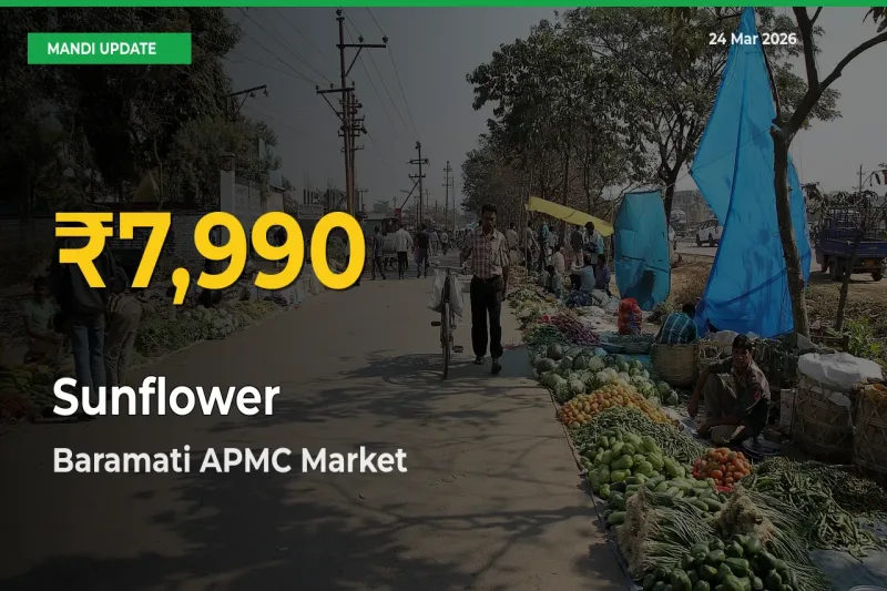 Sunflower Price Hits New High in Baramati APMC Today – Check Latest Mandi Rates